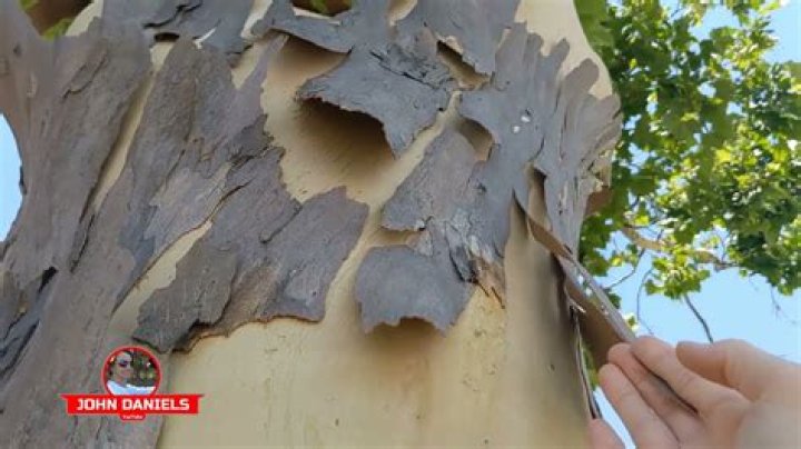 Why is my maple tree shedding bark?