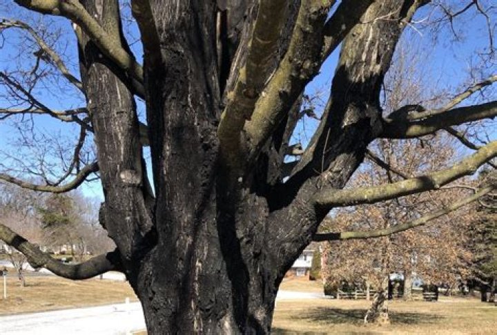 Why is my maple tree thinning?