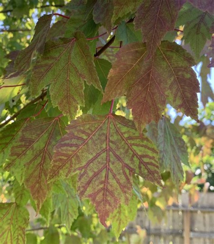 Why is my maple turning black?
