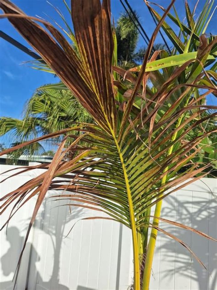 Why is my Mediterranean fan palm turning brown?