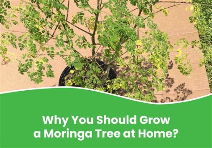 Why is my moringa not growing?