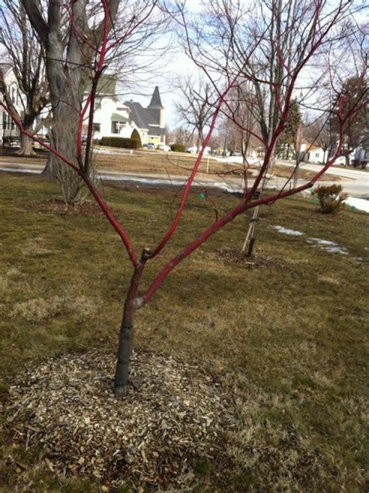 Why is my newly planted dogwood tree dying?