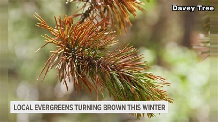 Why is my Norway spruce turning brown?