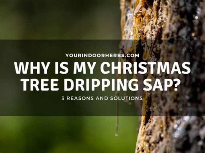 Why is my oak tree dripping black sap?