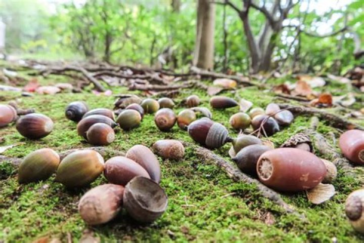Why is my oak tree dropping acorns?