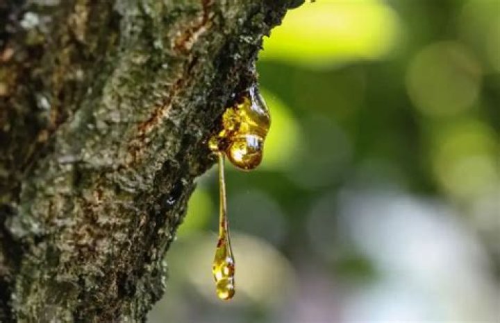Why is my oak tree leaking sap?