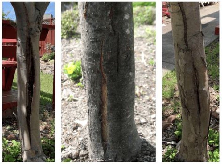 Why is my oak tree splitting?