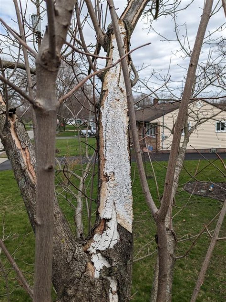 Why is my oak tree turning white?