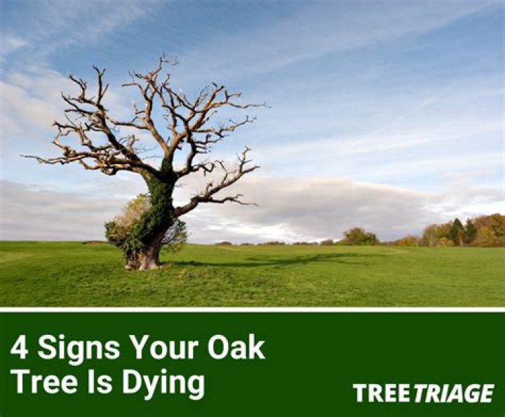 Why is my old oak tree dying?