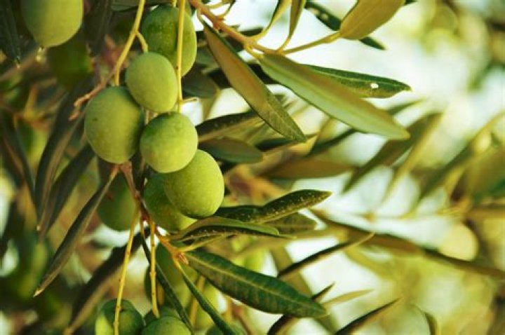 Why is my olive tree not flowering?