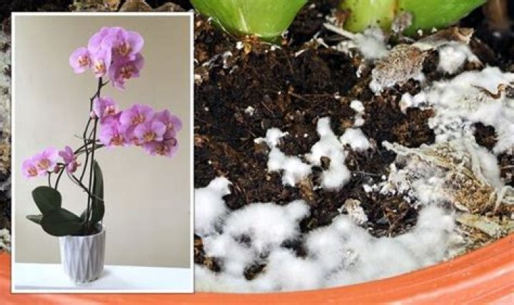 Why is my orchid growing fungus?