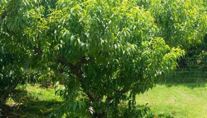 Why is my peach tree not growing?