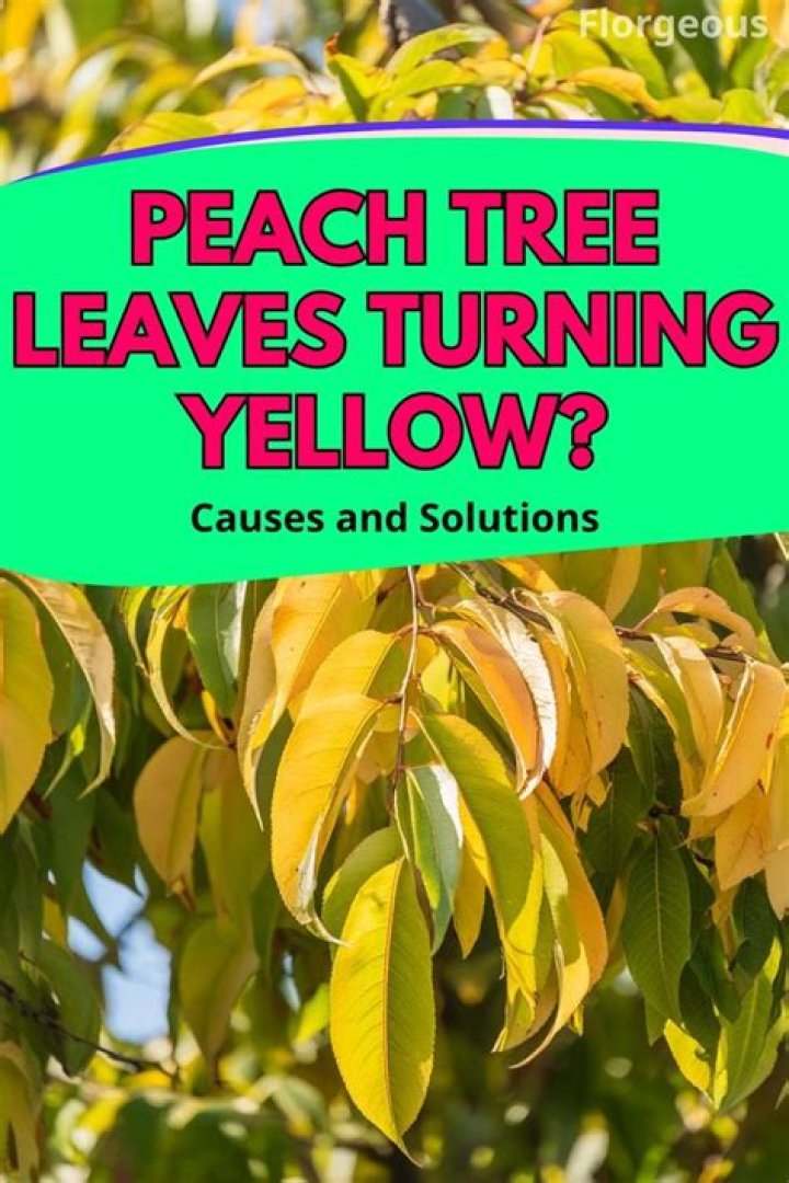 Why is my pear tree turning yellow?