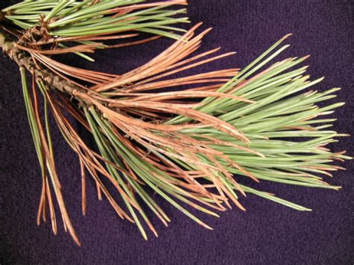 Why is my pine tree dropping needles?