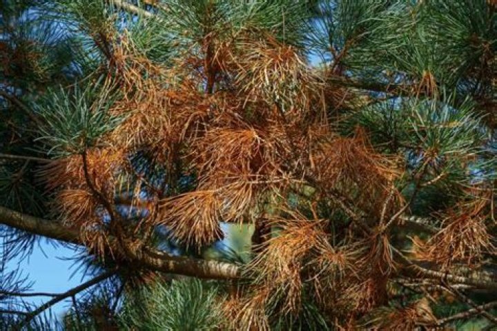 Why is my pine tree dying on one side?