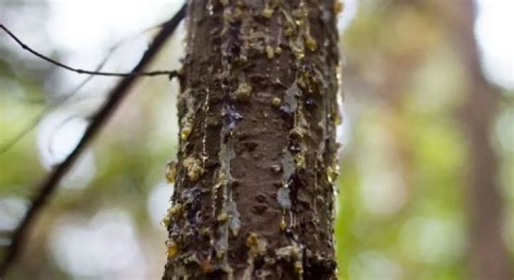 Why is my pine tree leaking so much sap?