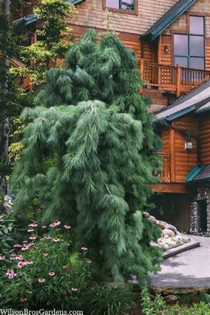 Why is my pine tree weeping?