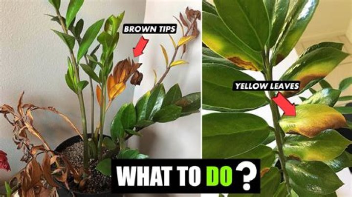 Why is my plant turning yellow and dry?