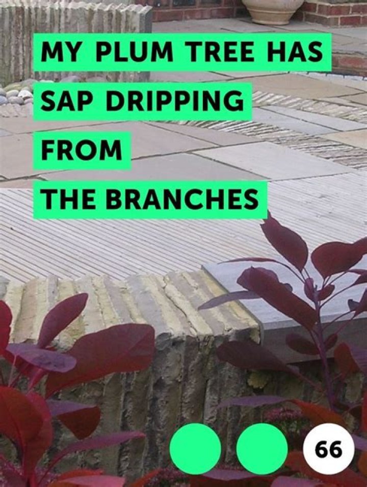Why is my plum tree bleeding sap?