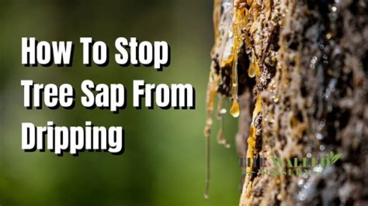 Why is my poplar tree dripping sap?