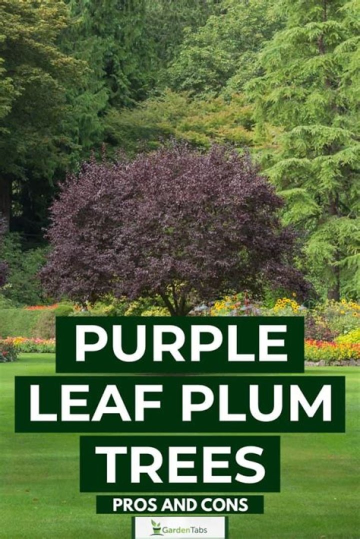 Why is my purple leaf plum tree dying?