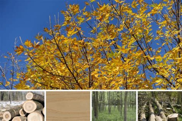 Why is my Raywood ash tree dying?