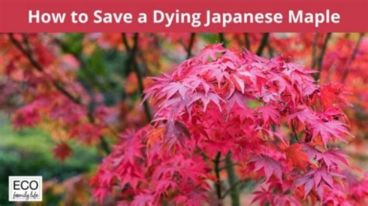 Why is my red Japanese maple tree dying?