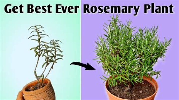 Why is my rosemary plant leggy?