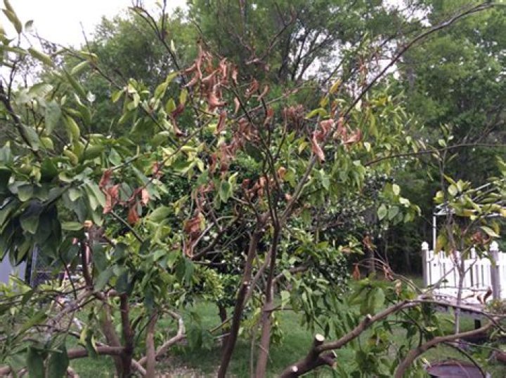 Why is my satsuma tree dying?
