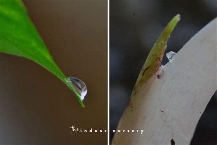 Why is my tree dripping water after cutting off a limb?