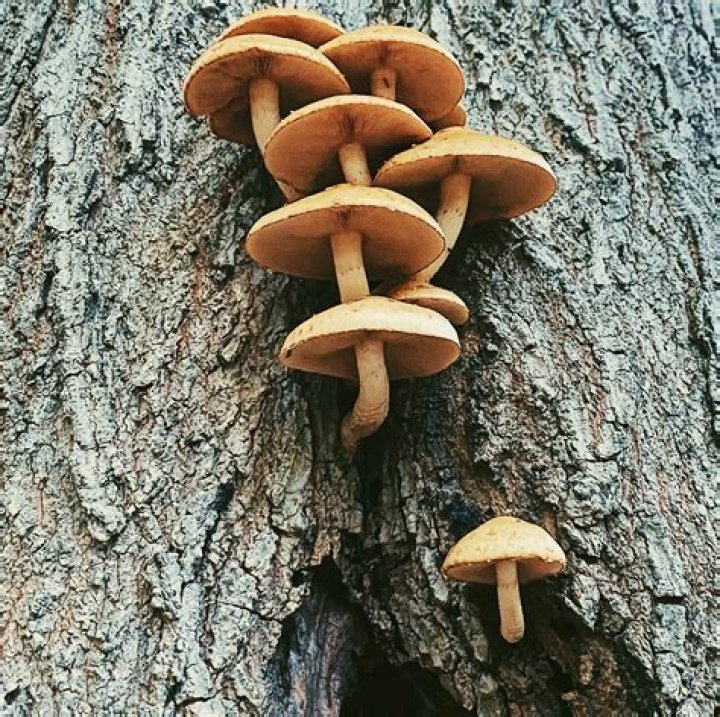 Why is my tree growing mushrooms?