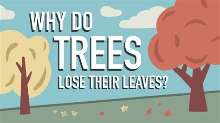Why is my tree losing leaves in August?