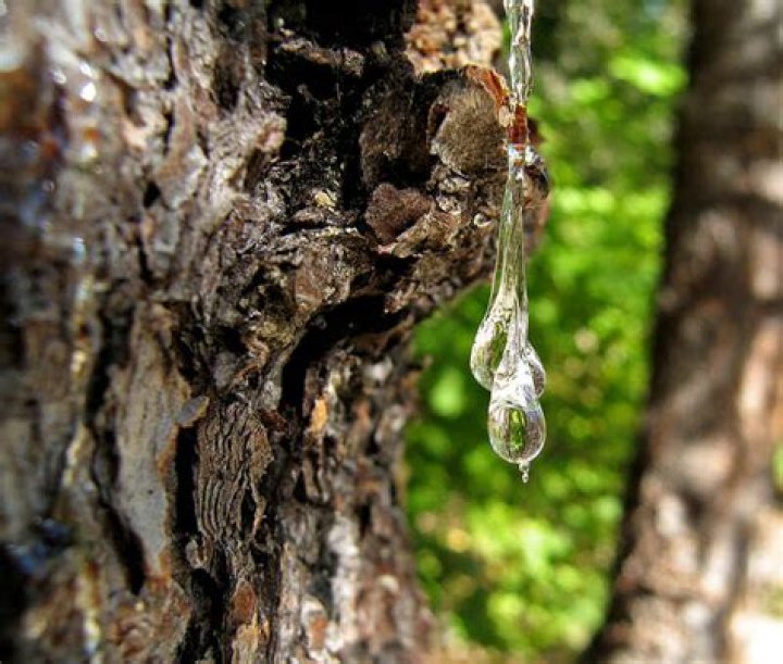 Why is my tree producing so much sap?