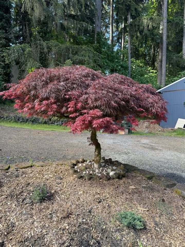 Why is my tree sprouting?