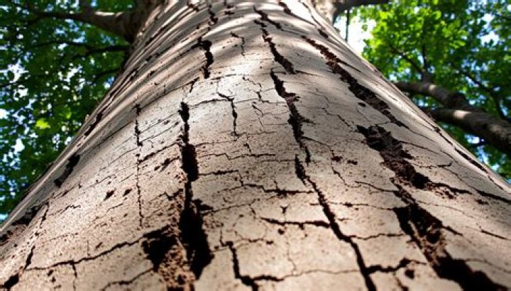 Why is my tree trunk cracking?