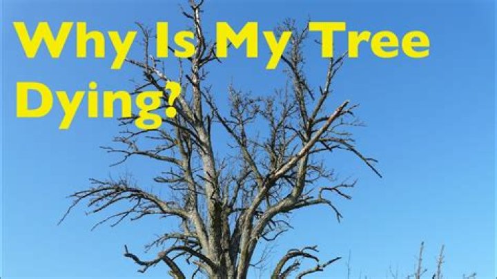 Why is my tree trunk weeping?
