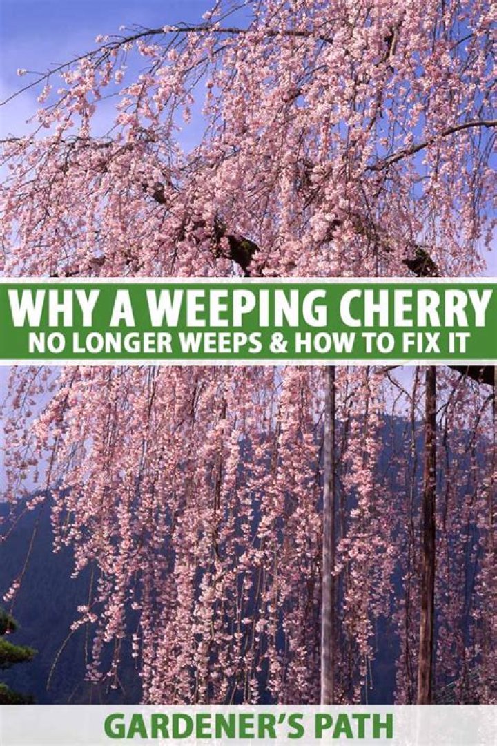 Why is my weeping cherry tree leaves curling?