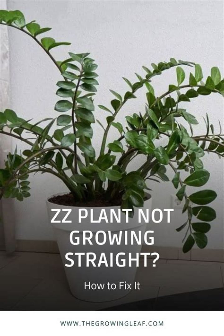 Why is my ZZ plant not doing well?