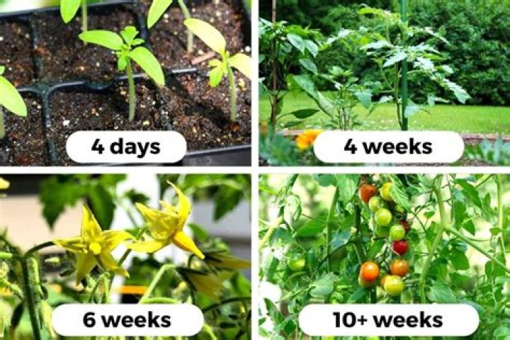 Why is only one tomato growing on my plant?