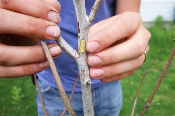 Why is part of my tree dying?