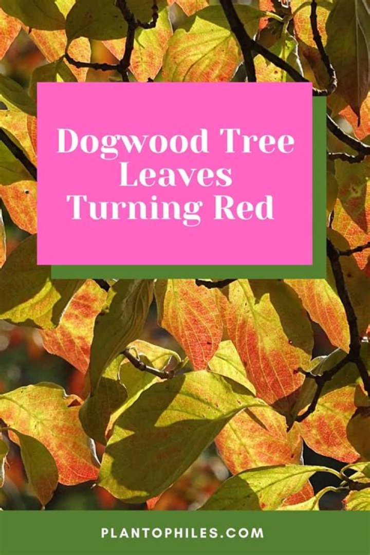 Why is the bark coming off my dogwood tree?