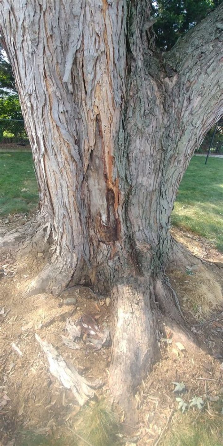 Why is the bark coming off my oak tree?