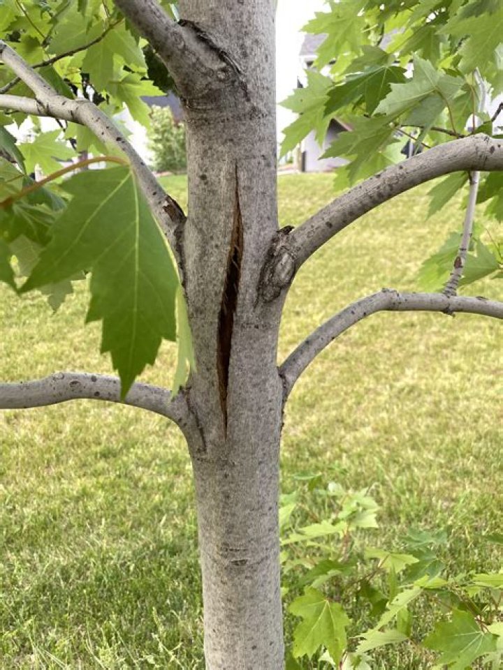Why is the bark on my maple tree splitting?