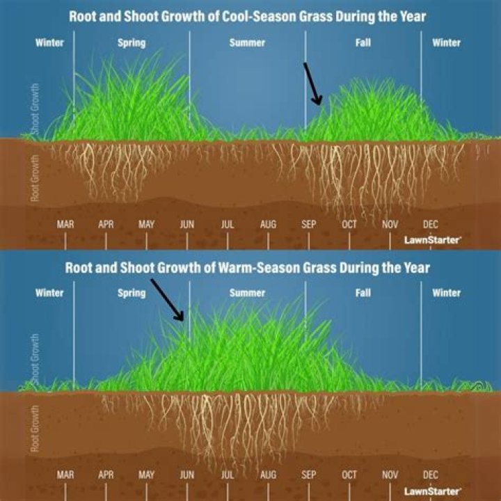 Why is the grass I planted not growing?