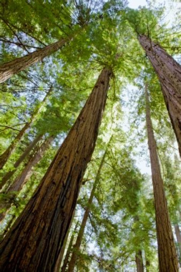 Why is the top of my redwood tree dying?