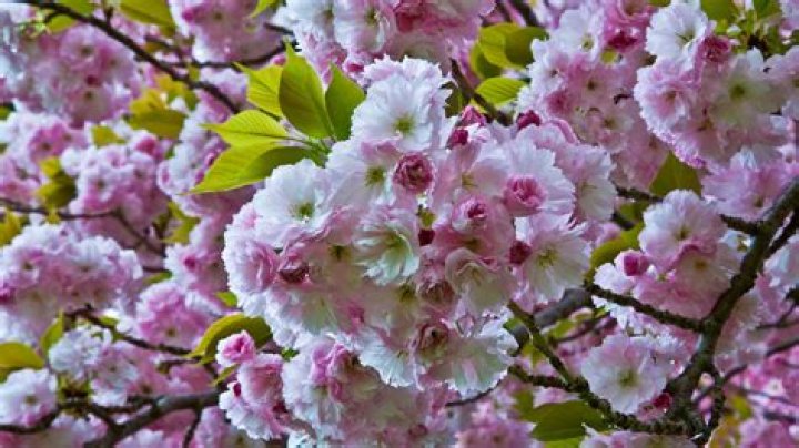 Why is there no blossom on my cherry tree?