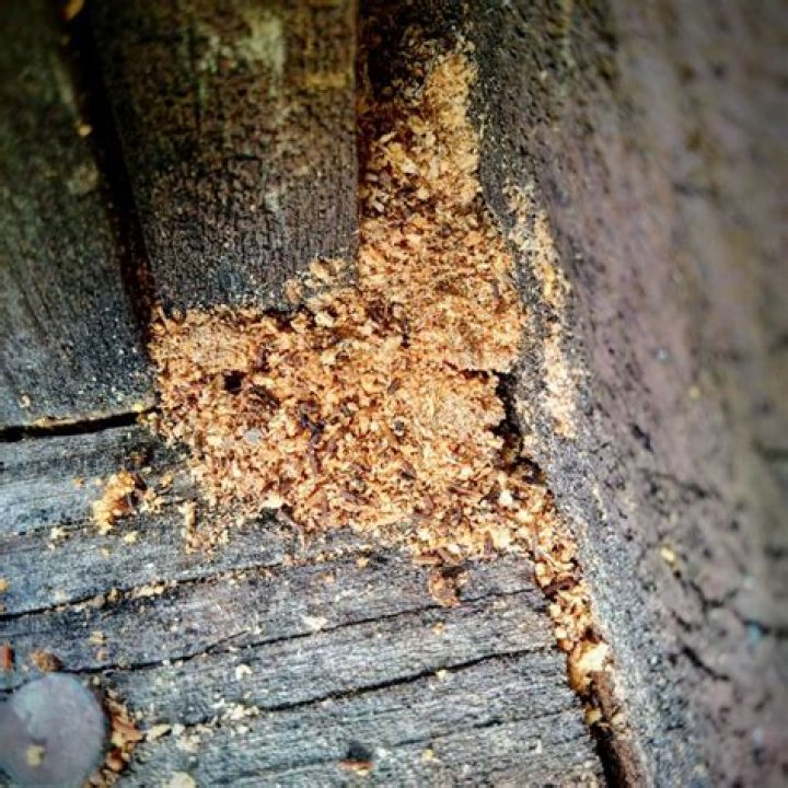 Why is there sawdust at the bottom of my tree?