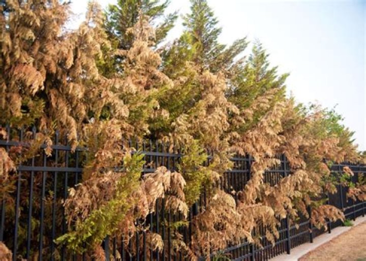 Why my cedars are dying?
