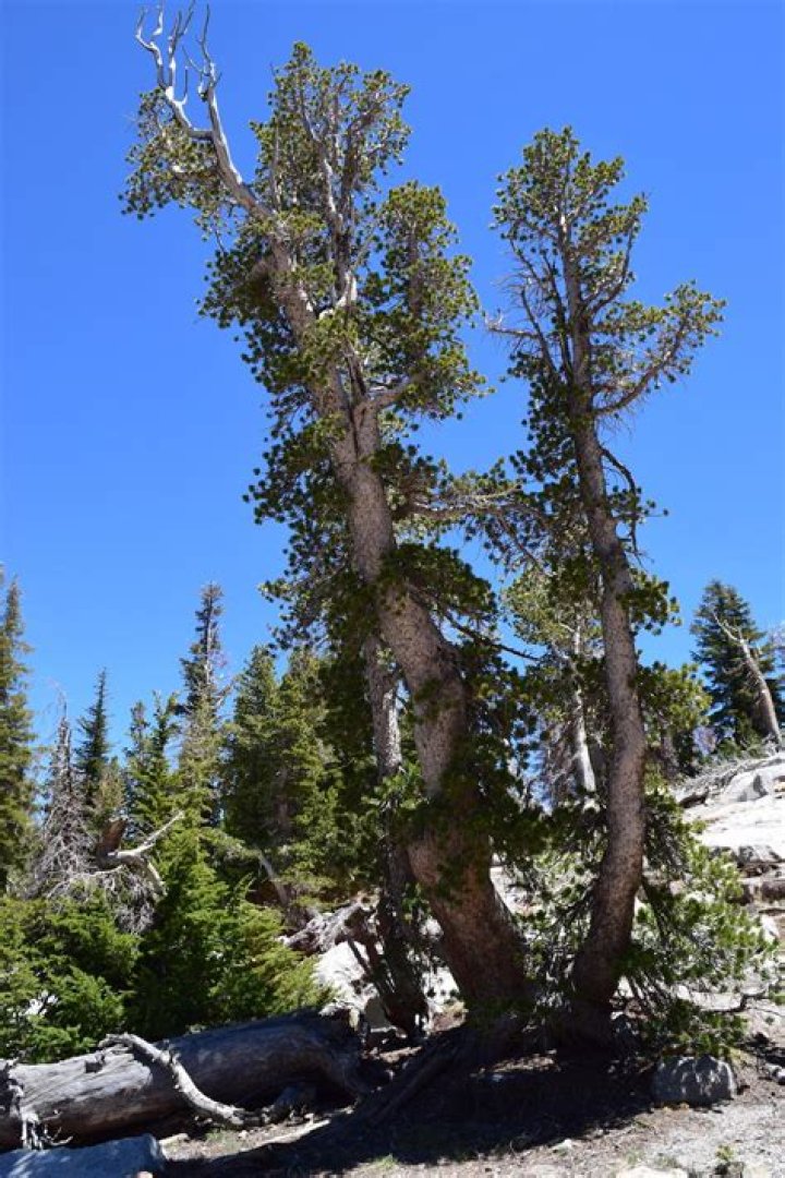 Why pine trees are bad for the environment?