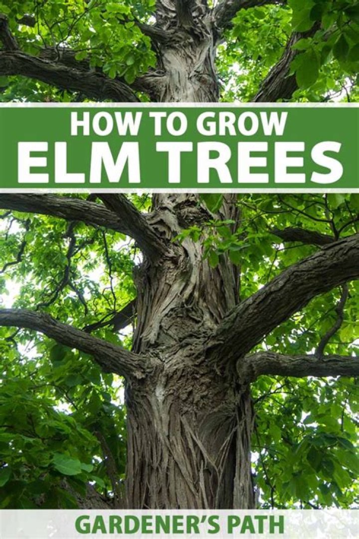Why should you not plant elm trees?